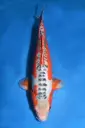 25YAM031 - Shusui
