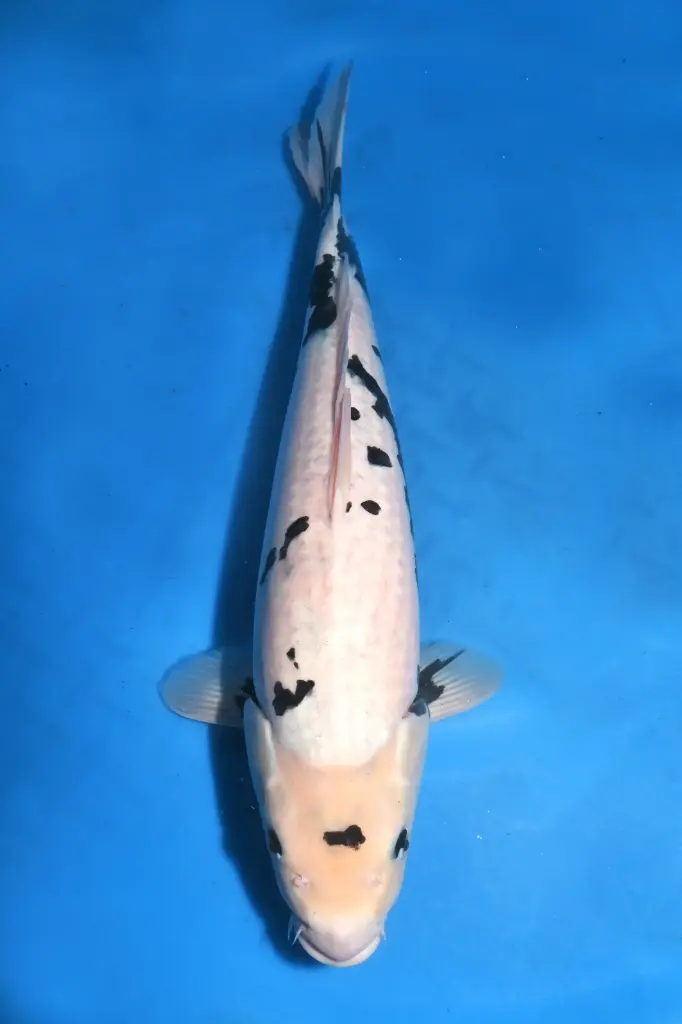 25YAM033 - Matsukawabake