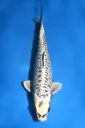 25YAM034 - Kikokuryu (Big Scales / Aragoke)