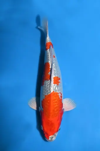 [25AOK009] 25AOK009 - Metallic Ginrin Goshiki Kujaku