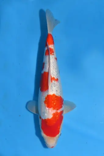 [25KOD095] 25KOD095 - Ginrin Kohaku