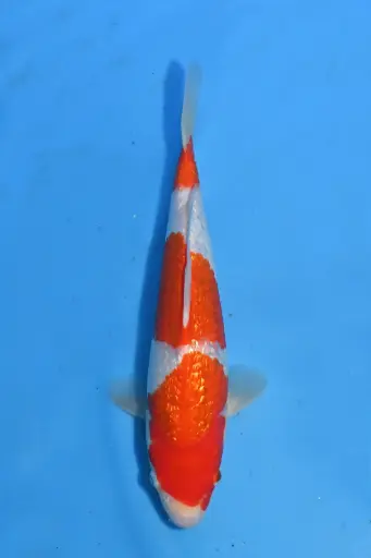 [25KOD113] 25KOD113 - Ginrin Kohaku