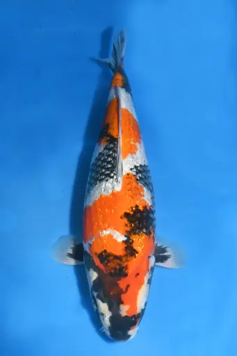 [25KOD228] 25KOD228 - Ginrin Goshiki Showa - Silver Prize / International Junior Koi Show 2024