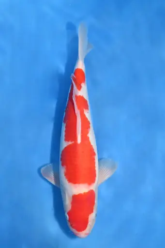 [25MHO025] 25MHO025 - Kohaku