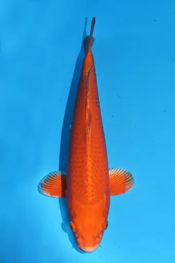 [25MHO032] 25MHO032 - Orenji Ogon