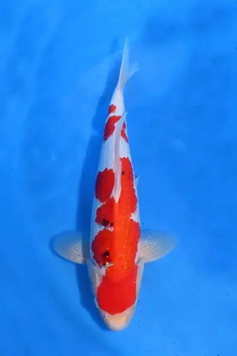 [25SEK005] 25SEK005 - Pearl Ginrin Sanke