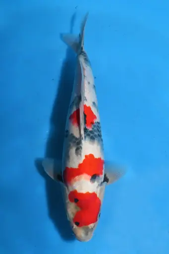 [25SEK020] 25SEK020 - Showa