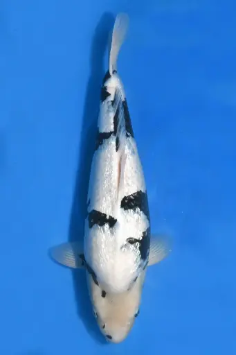 [25SKZ008] 25SKZ008 - Ginrin Shiro Utsuri