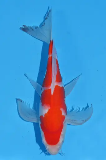 [25SUD016] 25SUD016 - Kohaku Butterfly